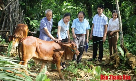 Hội Nông dân tỉnh giao bò giống sinh sản hỗ trợ người nghèo xã Cao Ngọc